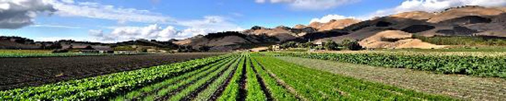 Rows of green crops in an agricultural field with rolling brown hills and blue cloudy skies in the background along the Central Coast